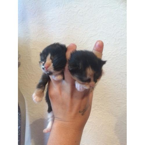 2 female ragdolls