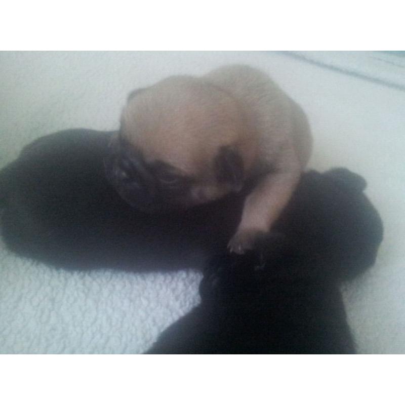 Pug puppies for sale