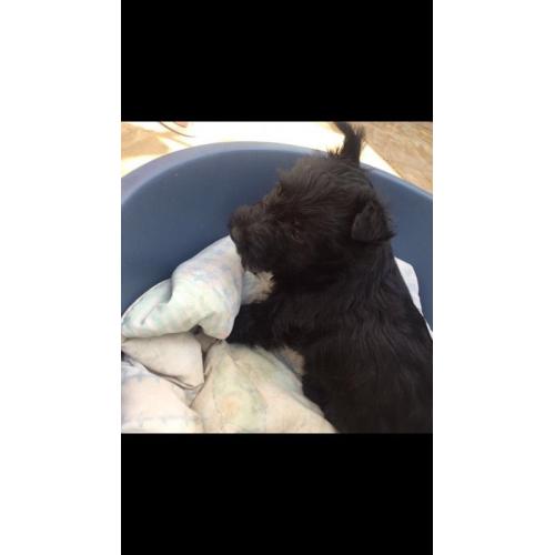 Scottish terrier puppies