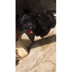 Scottish terrier puppies