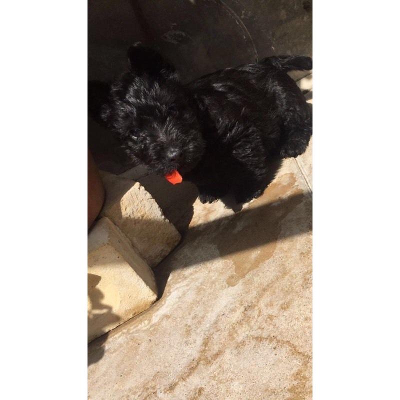 Scottish terrier puppies