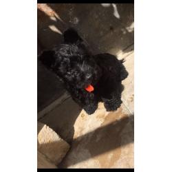 Scottish terrier puppies