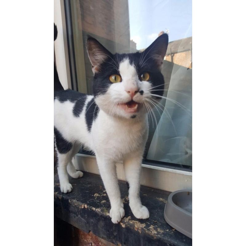 Black and white cat