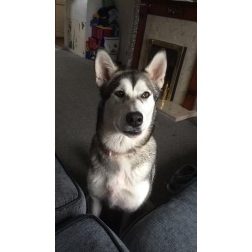 9 month old huskamute puppy ungently needing a new home