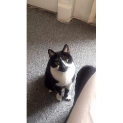 Black and White cat missing, Rodney Street