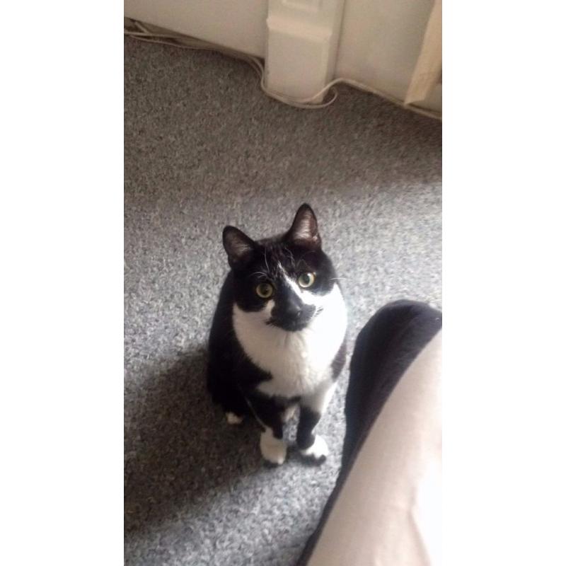 Black and White cat missing, Rodney Street