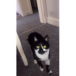 Black and White cat missing, Rodney Street