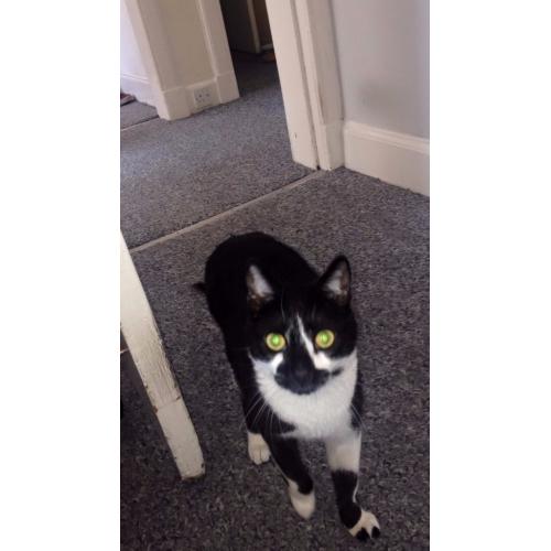 Black and White cat missing, Rodney Street