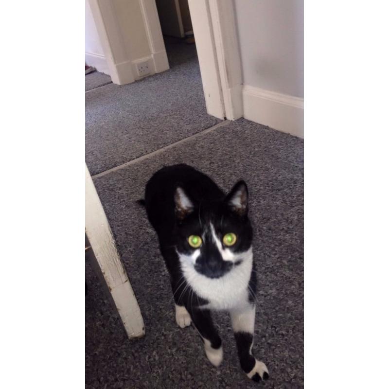 Black and White cat missing, Rodney Street