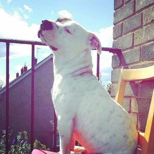 1year old Staffordshire
