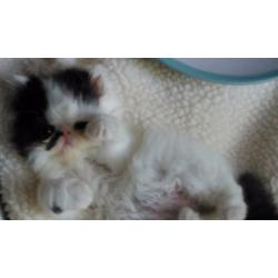 *** READY NOW *** Long Haired Persian Kitten/ Vet checked/Fully Vaccinated/Microchipped/ ***