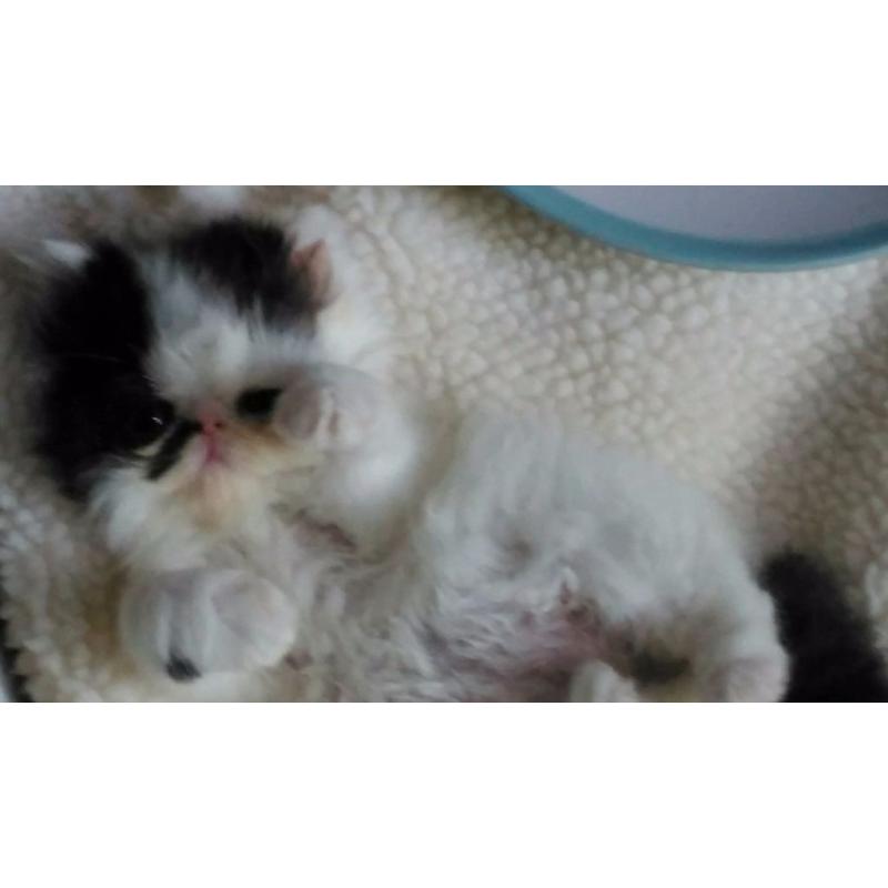 *** READY NOW *** Long Haired Persian Kitten/ Vet checked/Fully Vaccinated/Microchipped/ ***
