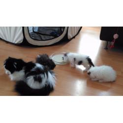 *** READY NOW *** Long Haired Persian Kitten/ Vet checked/Fully Vaccinated/Microchipped/ ***