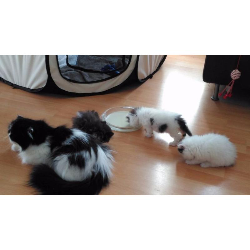 *** READY NOW *** Long Haired Persian Kitten/ Vet checked/Fully Vaccinated/Microchipped/ ***