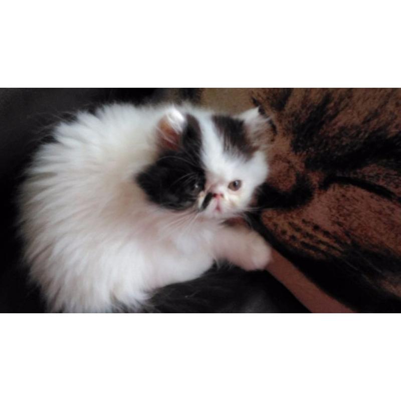 *** READY NOW *** Long Haired Persian Kitten/ Vet checked/Fully Vaccinated/Microchipped/ ***