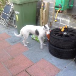 Whippet/bedlington/collie cross