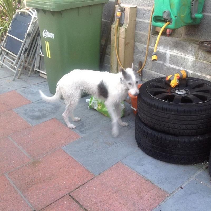 Whippet/bedlington/collie cross