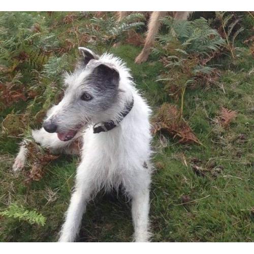 Whippet/bedlington/collie cross