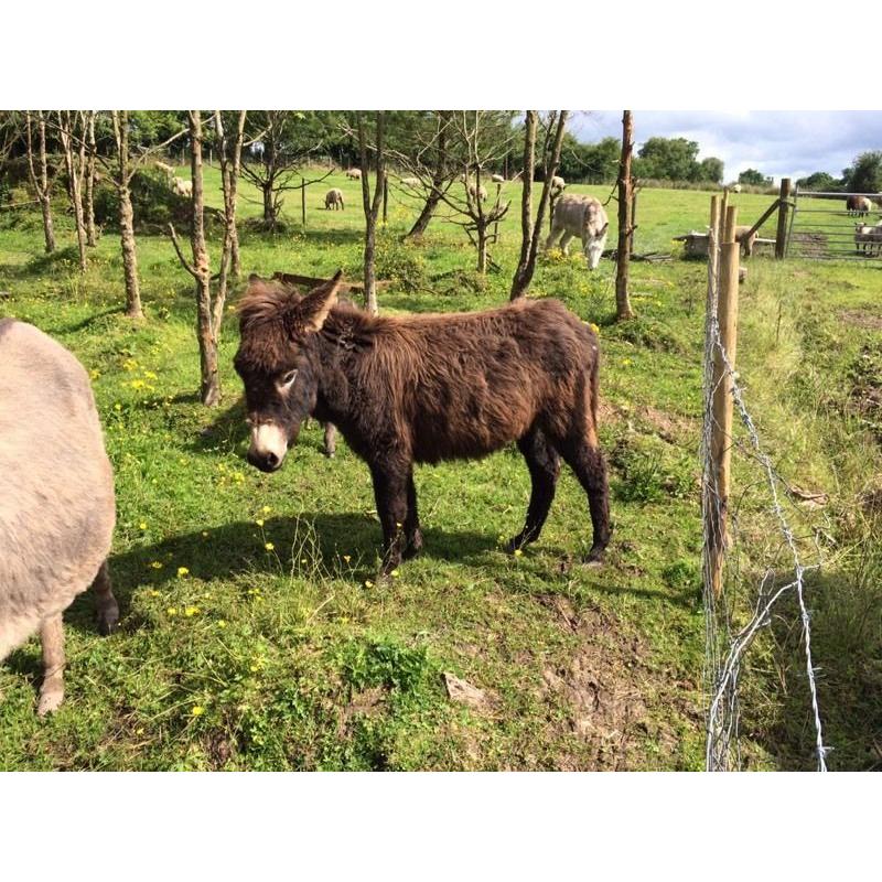 Free Jack Donkey