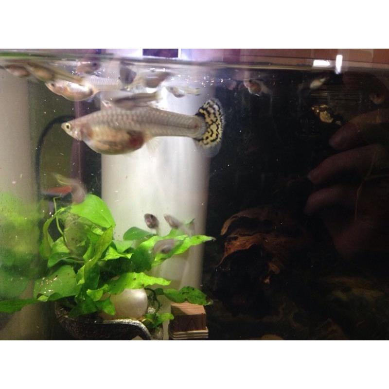 Baby FEMALE yellow snakeskin guppies