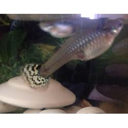 Baby FEMALE yellow snakeskin guppies