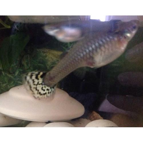 Baby FEMALE yellow snakeskin guppies