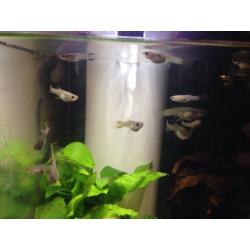 Baby FEMALE yellow snakeskin guppies