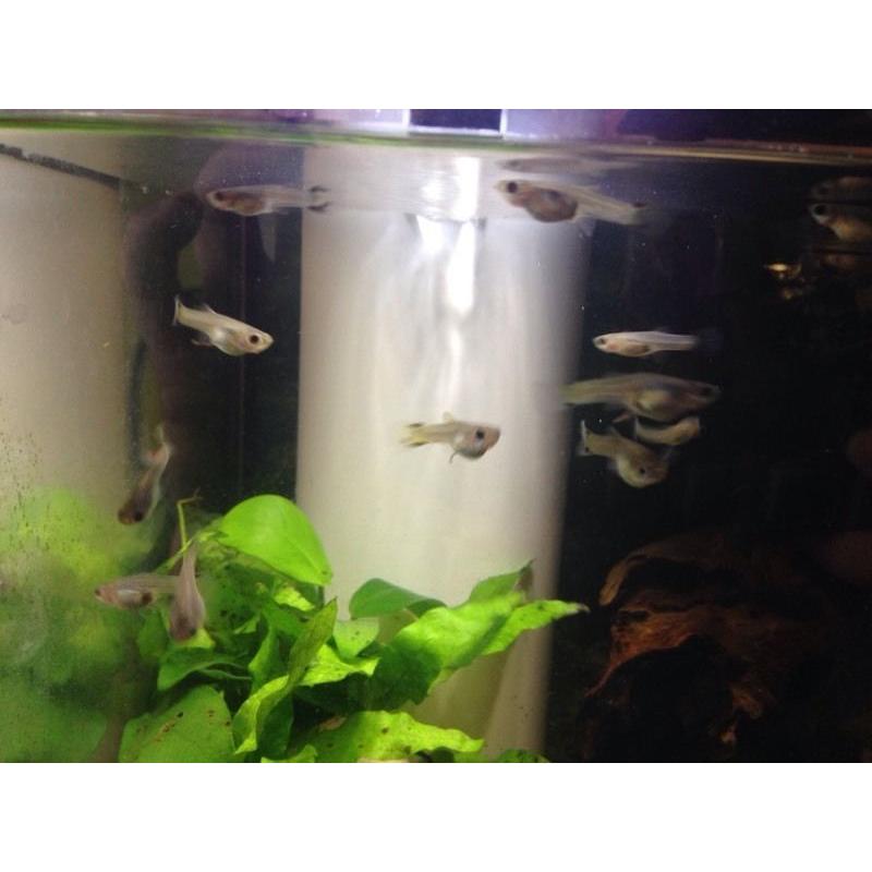 Baby FEMALE yellow snakeskin guppies