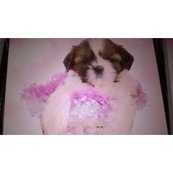 Cute anilmals canvas