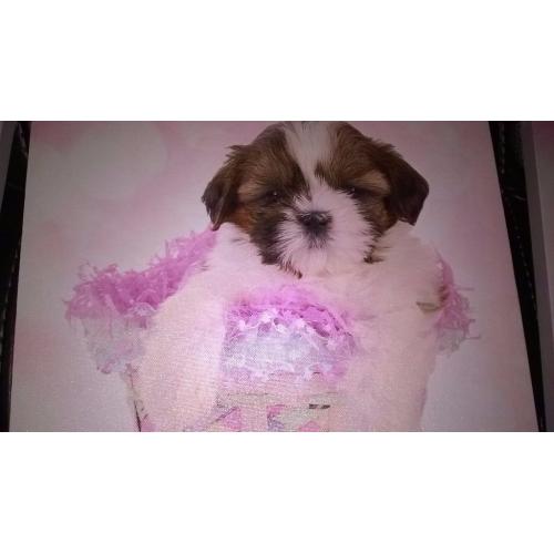 Cute anilmals canvas