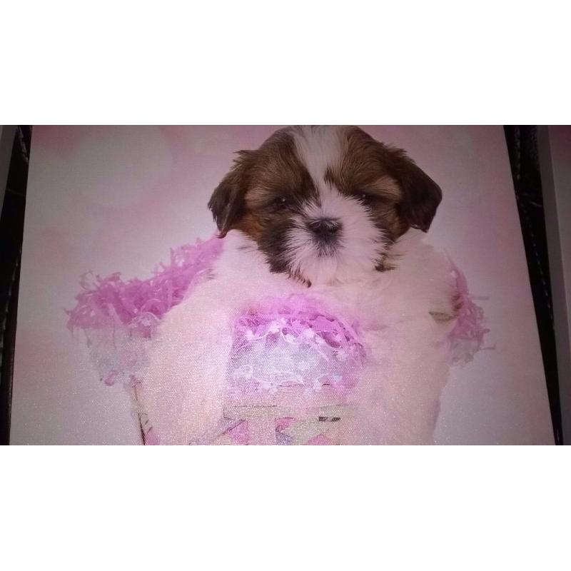Cute anilmals canvas