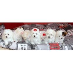 ***SMALL TYPE MALTESE PUPPIES*** for sale