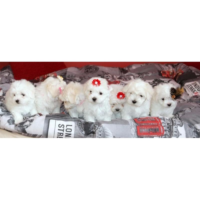 ***SMALL TYPE MALTESE PUPPIES*** for sale