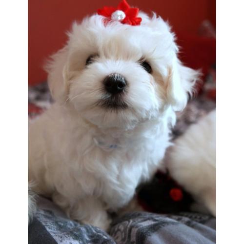 ***SMALL TYPE MALTESE PUPPIES*** for sale