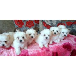 ***SMALL TYPE MALTESE PUPPIES*** for sale
