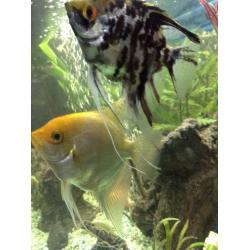 Angel fish