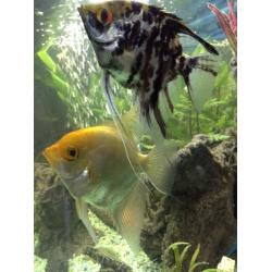 Angel fish