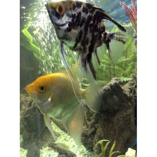 Angel fish