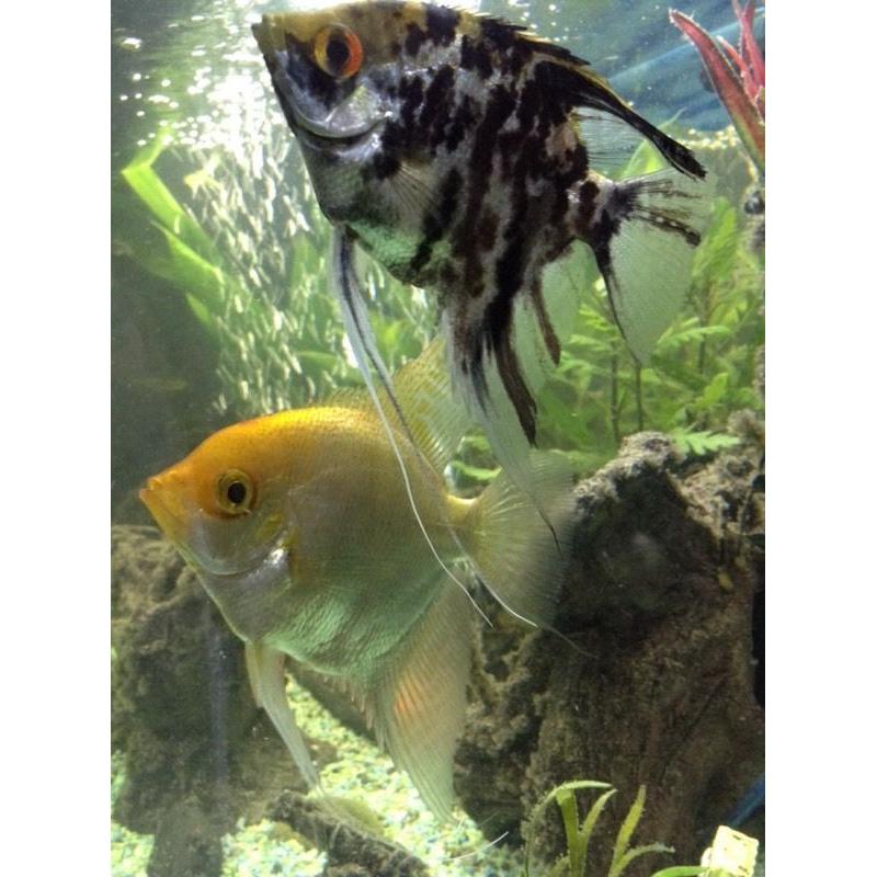 Angel fish