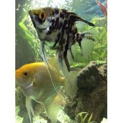 Angel fish