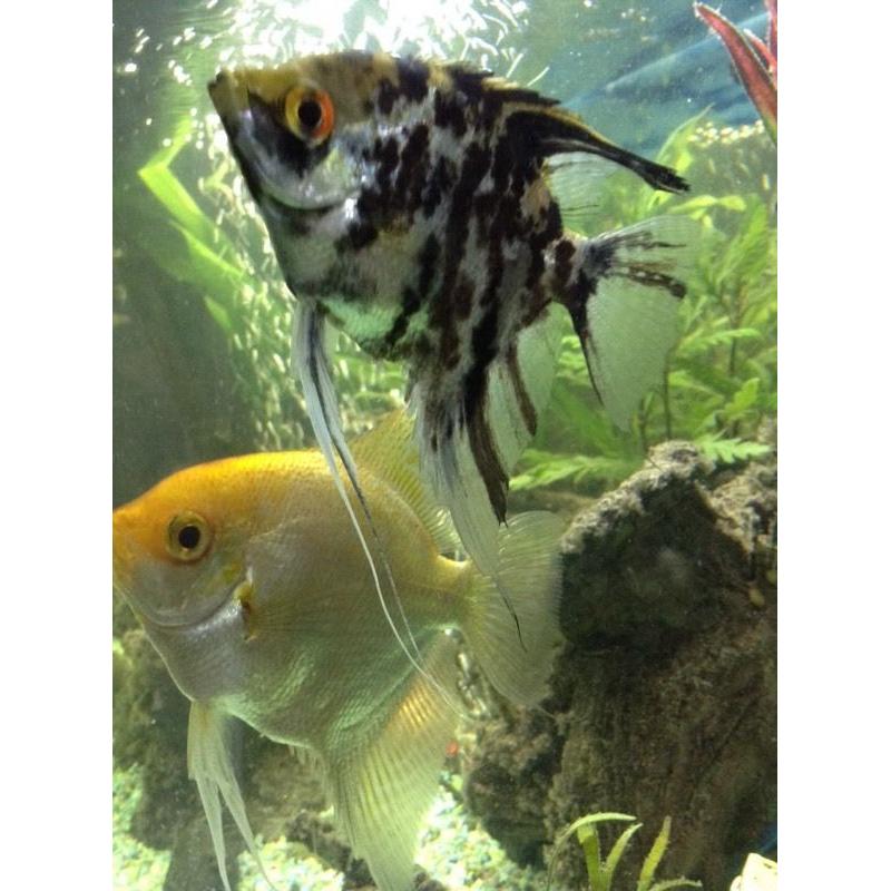 Angel fish