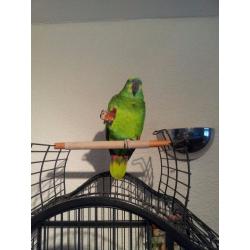 Blue fronted amazon parrot + cage