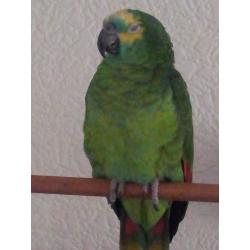 Blue fronted amazon parrot + cage