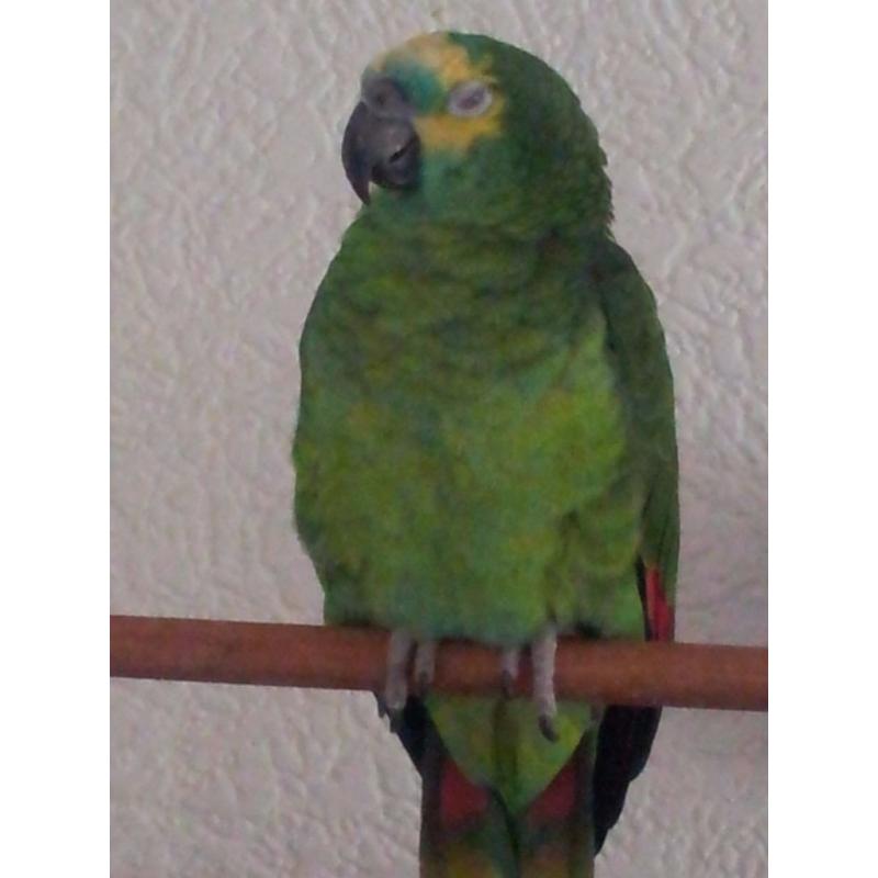 Blue fronted amazon parrot + cage