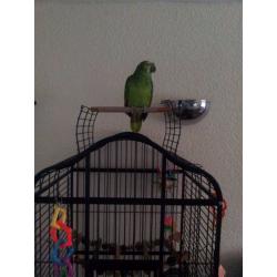 Blue fronted amazon parrot + cage