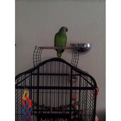 Blue fronted amazon parrot + cage