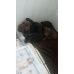 Patterdale cross Jack Russell pups