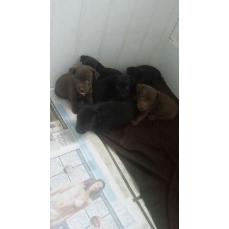 Patterdale cross Jack Russell pups