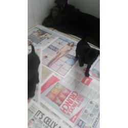 Patterdale cross Jack Russell pups