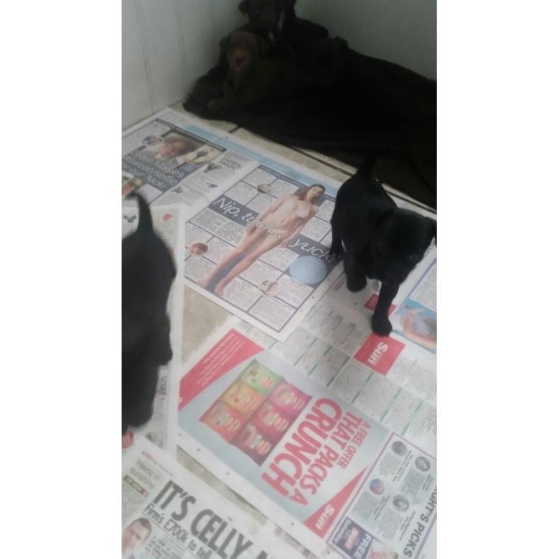 Patterdale cross Jack Russell pups